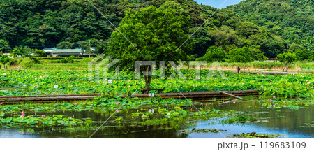 水没した唐比ハス園　パノラマ【長崎県諫早市】 119683109