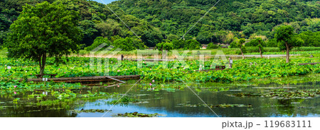 水没した唐比ハス園　パノラマ【長崎県諫早市】 119683111