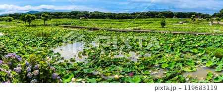 水没した唐比ハス園　パノラマ【長崎県諫早市】 119683119