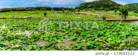 水没した唐比ハス園　パノラマ【長崎県諫早市】 119683122