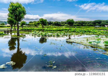 水没した唐比ハス園【長崎県諫早市】 119683131