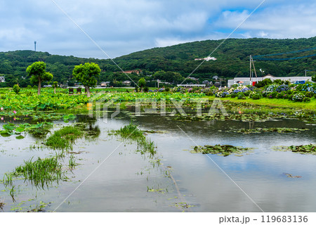 水没した唐比ハス園【長崎県諫早市】 119683136