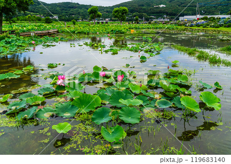 水没した唐比ハス園　ハスの花【長崎県諫早市】 119683140