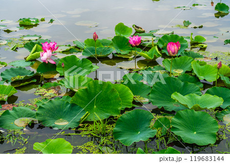 水没した唐比ハス園 ハスの花【長崎県諫早市】 水没した唐比ハス園 ハスの花【長崎県諫早市】 119683144