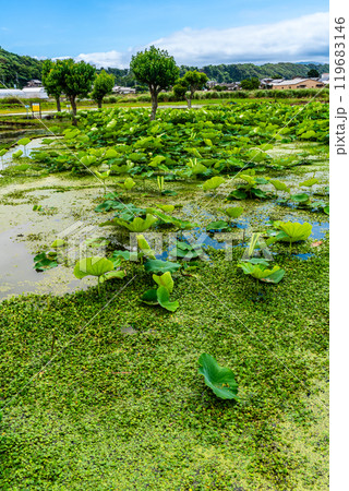 水没した唐比ハス園【長崎県諫早市】 119683146