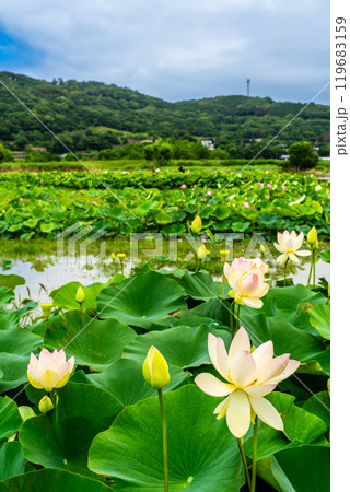 水没した唐比ハス園　ハスの花【長崎県諫早市】 119683159