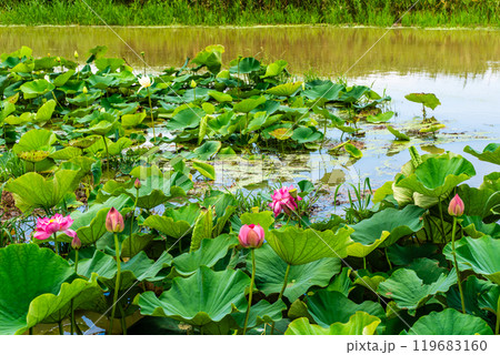 水没した唐比ハス園　ハスの花【長崎県諫早市】 119683160
