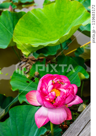 水没した唐比ハス園　ハスの花【長崎県諫早市】 119683172