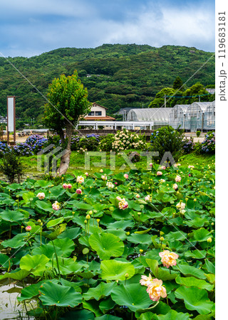 水没した唐比ハス園　ハスの花【長崎県諫早市】 119683181