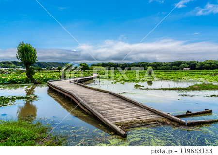 水没した唐比ハス園【長崎県諫早市】 119683183