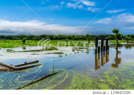 水没した唐比ハス園【長崎県諫早市】 119683200