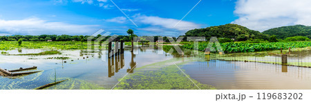 水没した唐比ハス園　パノラマ【長崎県諫早市】 119683202
