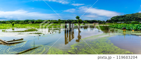 水没した唐比ハス園　パノラマ【長崎県諫早市】 119683204