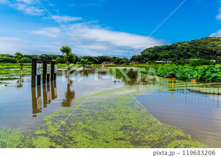 水没した唐比ハス園【長崎県諫早市】 119683206