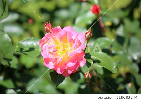 バラの花 スーブニールドゥアンネフランク バラの花 スーブニールドゥアンネフランク 119683244