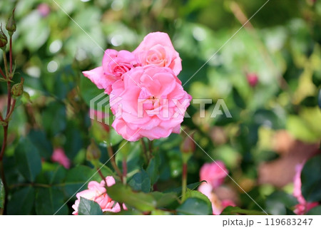 バラの花 プリンセスアイコ バラの花 プリンセスアイコ 119683247