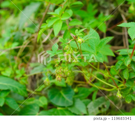 カナムグラの花 119683341
