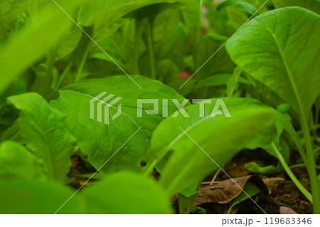 小松菜 119683346