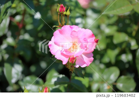 バラの花 花霞 バラの花 花霞 119683402