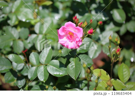 バラの花 さらさ バラの花 さらさ 119683404
