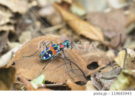 ハンミョウ（ナミハンミョウ） 119683943