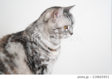 何かを見つめる猫 何かを見つめる猫 119683951