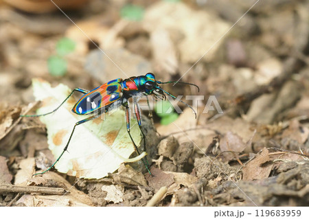 ハンミョウ（ナミハンミョウ） 119683959