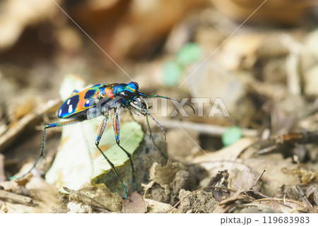 ハンミョウ（ナミハンミョウ） 119683983