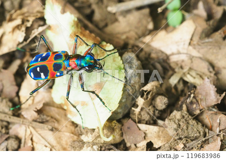 ハンミョウ（ナミハンミョウ） 119683986