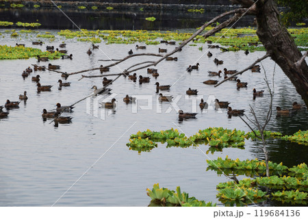 カモの群れる浮島池  119684136