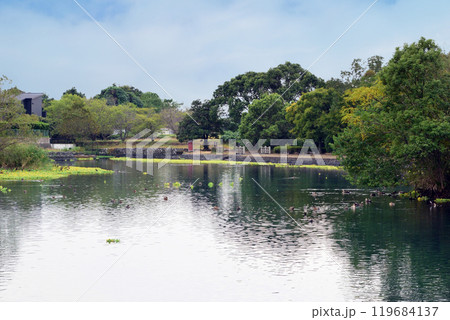 カモの群れる浮島池  119684137