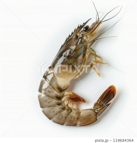 Uncooked Prawns Presented on Crisp White Surface 119684364