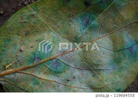 病気によって斑に変色した葉っぱのクローズアップ 119684558
