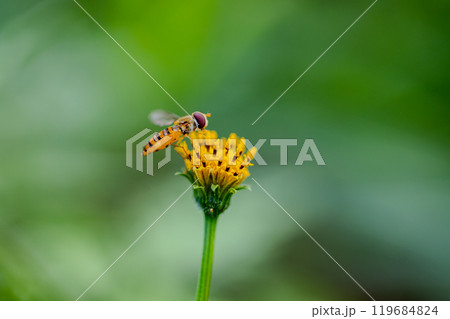 花の蜜を吸うアブ 119684824