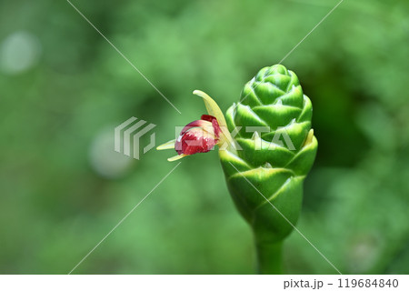 野菜・ショウガ（生姜）の花 119684840