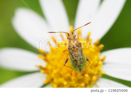 コブチヒメヘリカメムシ 119685006