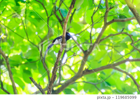 新緑の林の奥で美しくさえずる、長い尻尾の美しいサンコウチョウ（カササギヒタキ科） 119685099