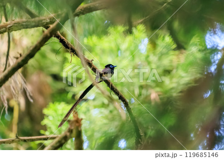新緑の林の奥で美しくさえずる、長い尻尾の美しいサンコウチョウ（カササギヒタキ科） 119685146