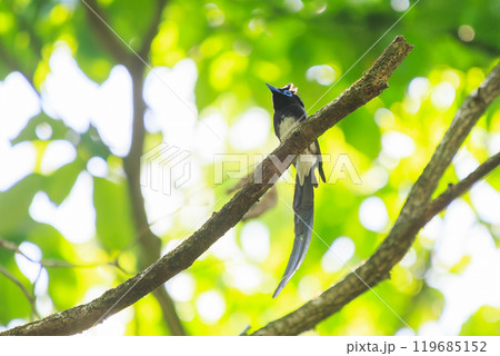 新緑の林の奥で美しくさえずる、長い尻尾の美しいサンコウチョウ（カササギヒタキ科） 119685152