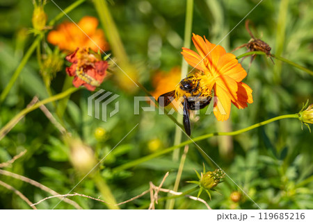 キバナコスモスの蜜を吸う蜂 119685216
