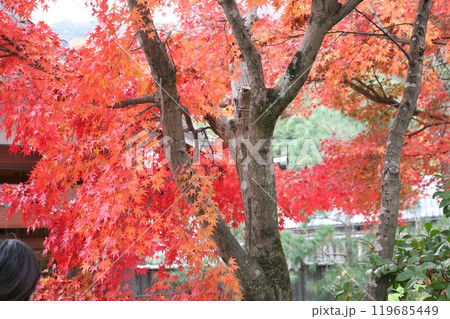 紅葉に包まれた山門 119685449