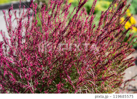Kochia plant or bassia scoparia close up growing in russian far east 119685575