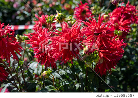 dahlia Taum Sauk Red flower on green background. Russian Far East dahlia Taum Sauk Red flower on green background. Russian Far East 119685587