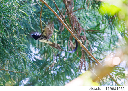 新緑の林の奥で飛ぶ羽虫をフライキャッチする、長い尻尾の美しいサンコウチョウ(カササギヒタキ科) 新緑の林の奥で飛ぶ羽虫をフライキャッチする、長い尻尾の美しいサンコウチョウ(カササギヒタキ科) 119685622