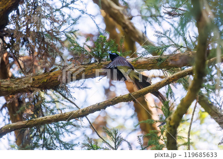 新緑の林の奥で飛ぶ羽虫をフライキャッチする、長い尻尾の美しいサンコウチョウ（カササギヒタキ科） 119685633
