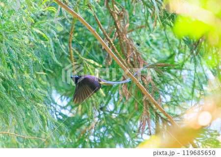 新緑の林の奥で飛ぶ羽虫をフライキャッチする、長い尻尾の美しいサンコウチョウ（カササギヒタキ科） 119685650