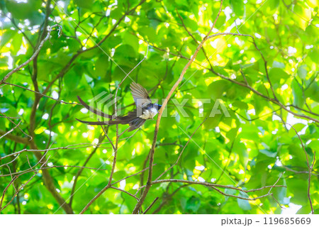 新緑の林の奥で飛ぶ羽虫をフライキャッチする、長い尻尾の美しいサンコウチョウ（カササギヒタキ科） 119685669