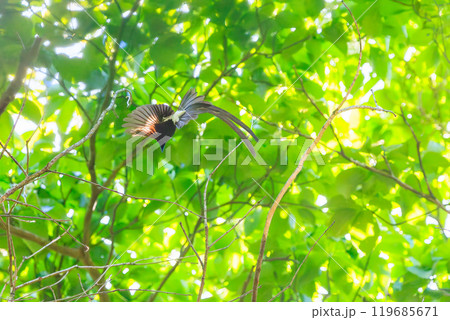 新緑の林の奥で飛ぶ羽虫をフライキャッチする、長い尻尾の美しいサンコウチョウ（カササギヒタキ科） 119685671