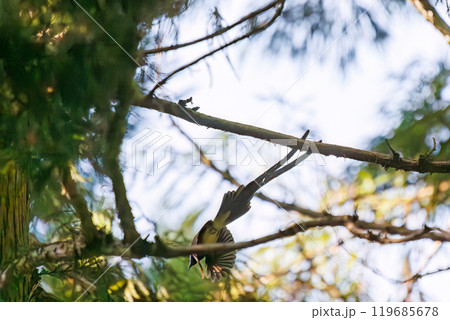 新緑の林の奥で飛ぶ羽虫をフライキャッチする、長い尻尾の美しいサンコウチョウ（カササギヒタキ科） 119685678