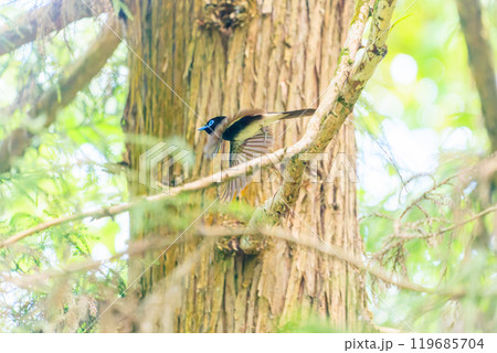 新緑の林の奥で飛ぶ羽虫をフライキャッチする、長い尻尾の美しいサンコウチョウ（カササギヒタキ科） 119685704